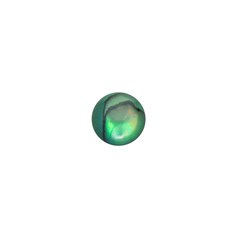 6mm Green Abalone Low Dome Shell Cabochon