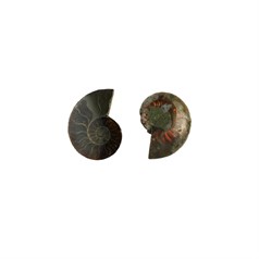 Ammonite Pair for Jewellery Setting & Wire Wrapping